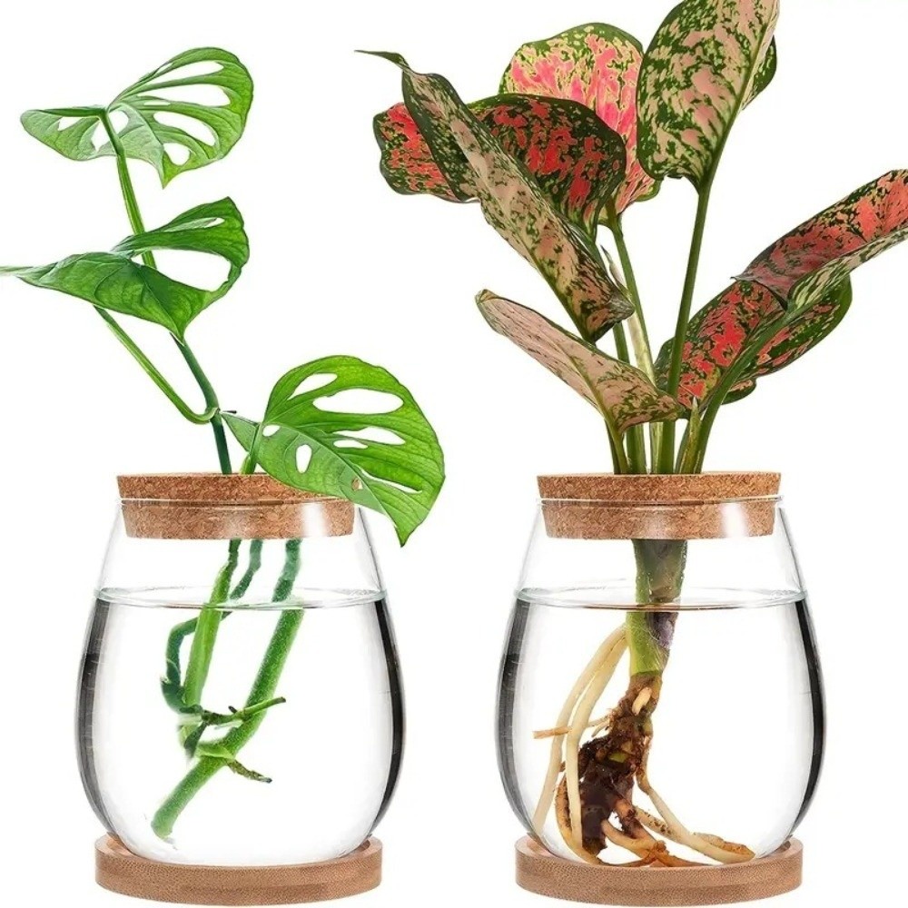 Transparante hydroponische blo - Propagation Station Vase recensie en prijs