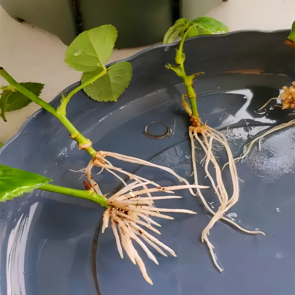 3-indoleacetisch zuur IAA Auxi - Rooting Hormone Powder recensie en prijs